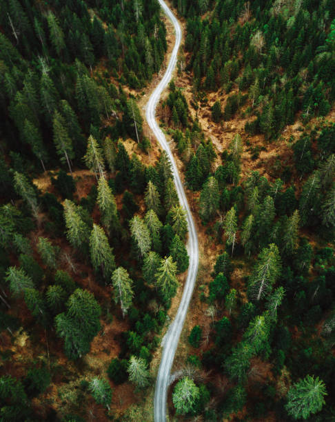 istock green forest in switzerland 1177895616