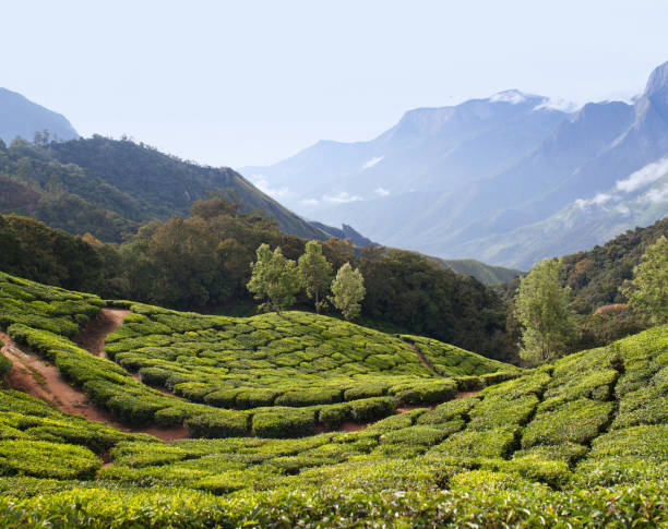 istock Green tea plantations in Munnar, Kerala, South India 1177895716