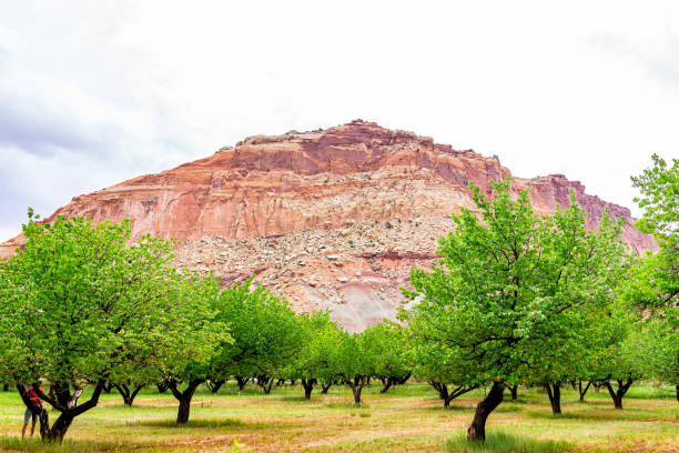 morele drzewa rzędy w sadzie z zielonymi bujnymi liśćmi w fruita capitol reef national monument w lecie za darmo zbieranie owoców i człowieka - 16331 zdjęcia i obrazy z banku zdjęć