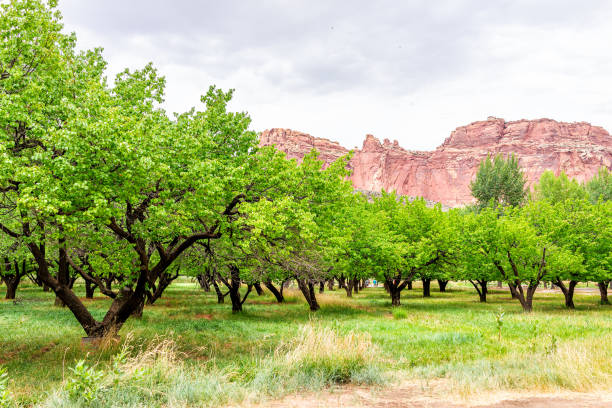 morele w sadzie z zielonymi bujnymi liśćmi i klifami kanionu w fruita capitol reef national monument w lecie za darmo zbierać owoce - 16319 zdjęcia i obrazy z banku zdjęć