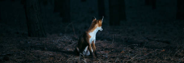 istock fox in woods among trees blurry photo 1177898206