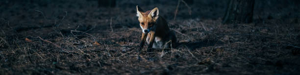 istock fox in woods among trees, photo with noise 1177898490