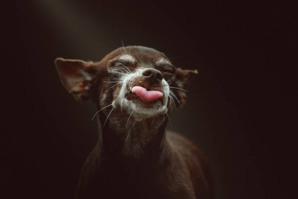 istock Funny Toy Terrier on a dark background 1177898756