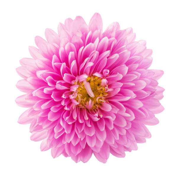 istock Beautiful pink aster flower isolated on white background, top view. Macro image for greeting cards and various holidays 1177899134