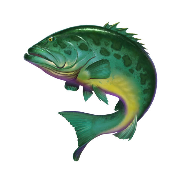 istock big sea fish atlantic goliath grouper in ocean on white. 1177900506