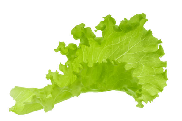 green lettuce leaf isolated without shadow - iceberg lettuce imagens e fotografias de stock