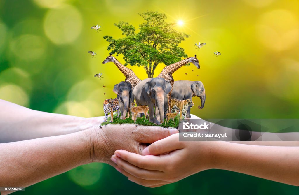 Concept Nature Reserve Conserve Wildlife Reserve Tiger Deer Global Warming  Food Loaf Ecology Human Hands Protecting The Wild And Wild Animals Tigers  Deer Trees In The Hands Green Background Sun Light Stock