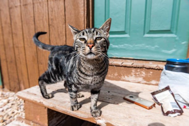 tabby cat cute face sniffing smelling begging for food standing outside by wooden stairs on porch door steps entrance to house on sunny day - funnyface imagens e fotografias de stock