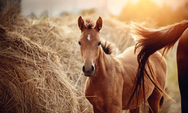 Portrait of a red foal with an asterisk on a forehead on the background of bales of hay. Portrait of a red foal with an asterisk on a forehead next to the mare on the background of bales of hay. restraint muzzle photos stock pictures, royalty-free photos & images