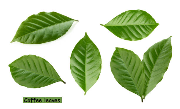 coffee leaves isolated white background coffee leaves isolated white background arabica coffee drink photos stock pictures, royalty-free photos & images