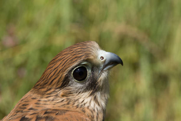 kestrel falcon - eyas imagens e fotografias de stock