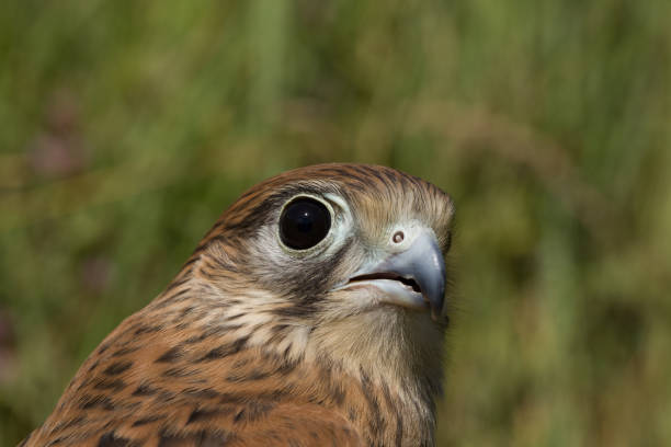 kestrel falcon - eyas imagens e fotografias de stock
