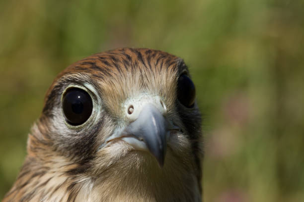 kestrel falcon - eyas imagens e fotografias de stock