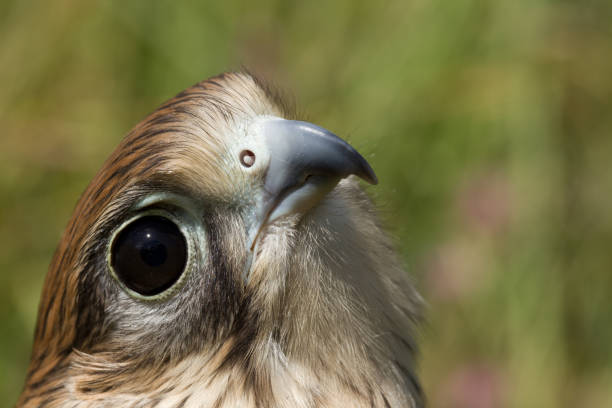 kestrel falcon - eyas imagens e fotografias de stock