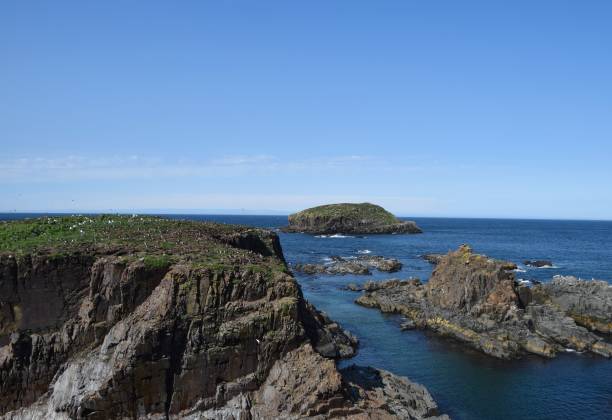 istock Puffin Site in Elliston, Bonavista Peninsula NL 1177902062