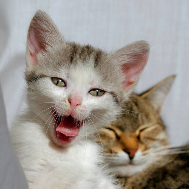 istock A yawning kitten and his mother rest after dinner. 1177903724