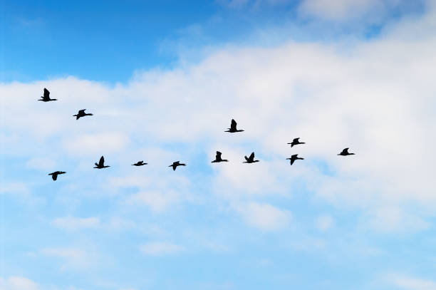 istock Cormorants flying in a V formation against the sky. 1177903819