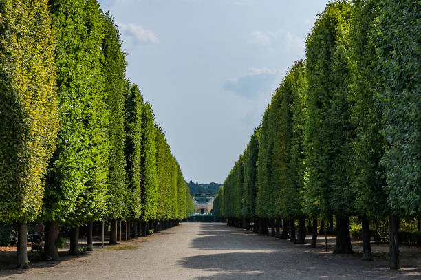 istock sidewalk walking pavement alley path with trees in park 1177904484