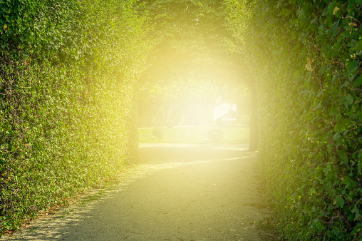 green tunnel of trees. road through tunnel of trees and light at the end of tunnel - concept