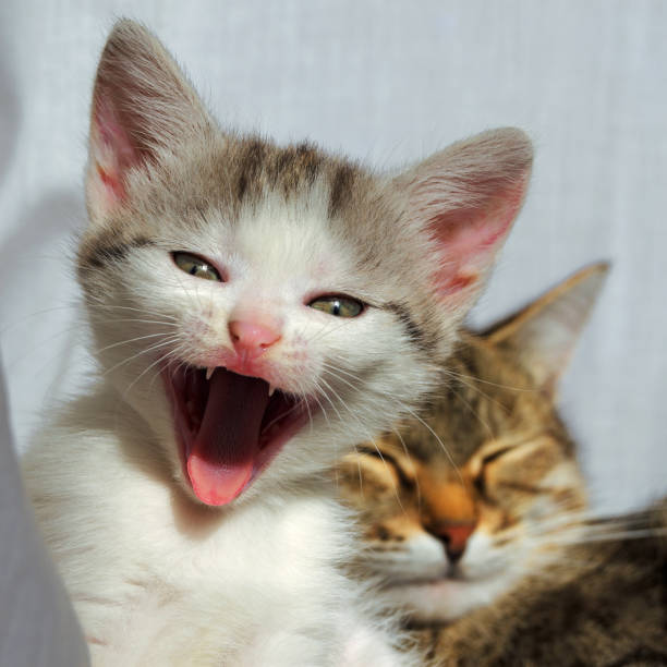 A little cute yawning kitten and his mom cat are resting after dinner.
