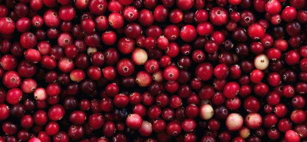istock Background of red lingonberry. View from above. Panorama. 1177905117