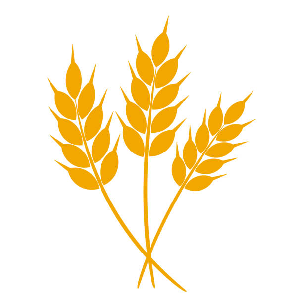 illustrations, cliparts, dessins animés et icônes de oreilles de blé ou d'orge. récoltez le grain de blé, la tige de riz de croissance et les grains entiers de pain ou le grain nutritif de seigle de grain de grain de produit de seigle de champ symbole d'oreille. icône de vecteur d'isolement - grained