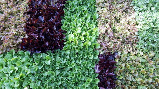 istock young ssam vegetables for planting in the field 1177906444