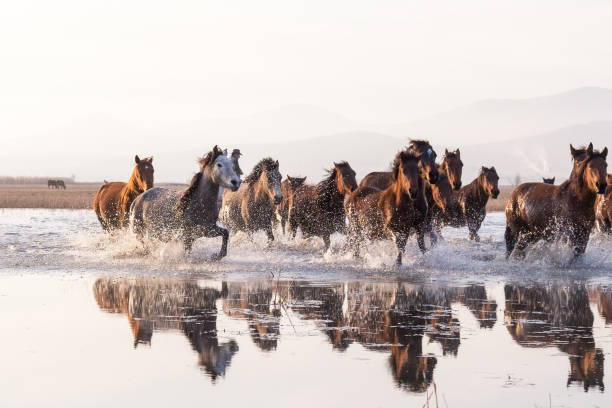 mandria di cavalli selvaggi che corrono in acqua - fauna selvatica foto e immagini stock