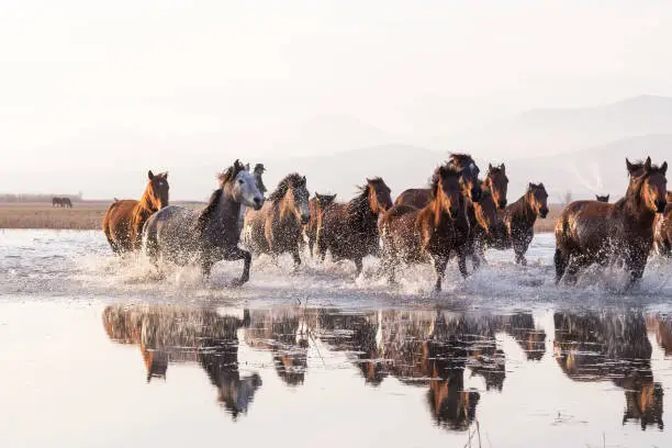 Herd of Wild Horses Running in Water