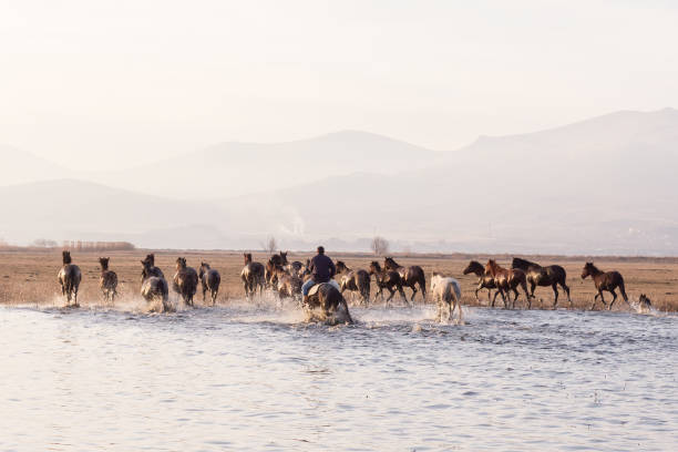 istock Herd of Wild Horses Running in Water 1177906485