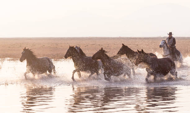 istock Herd of Wild Horses Running in Water 1177906559