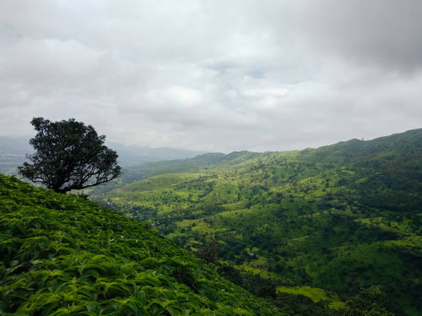 istock Mountains covered in lush and trees during monsoon in India 1177907330