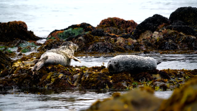 Spotted Harbor Seals slepeing on rocks , Wildlife and Lush Coastline along Pacific Coast of California