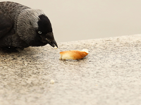 Crow pecks peel of Krakow bagel on a granite slab. Feeding wild animals living in the city. A feathered friend eats bread thrown by passers-by. The search for food to satiate hunger. A piercing look