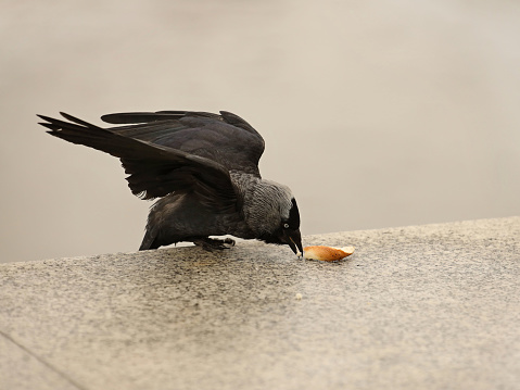 Crow pecks peel of Krakow bagel on a granite slab. Feeding wild animals living in the city. A feathered friend eats bread thrown by passers-by. The search for food to satiate hunger. A piercing look