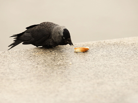 Crow pecks peel of Krakow bagel on a granite slab. Feeding wild animals living in the city. A feathered friend eats bread thrown by passers-by. The search for food to satiate hunger. A piercing look.
