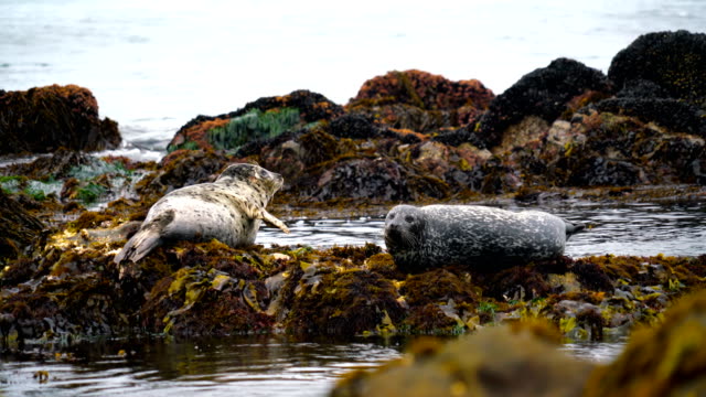 Seals looking around along the california Coastline - Wildlife and Lush Coastline along Pacific Coast of California