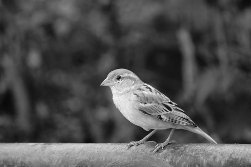 House sparrow bird black and white photo