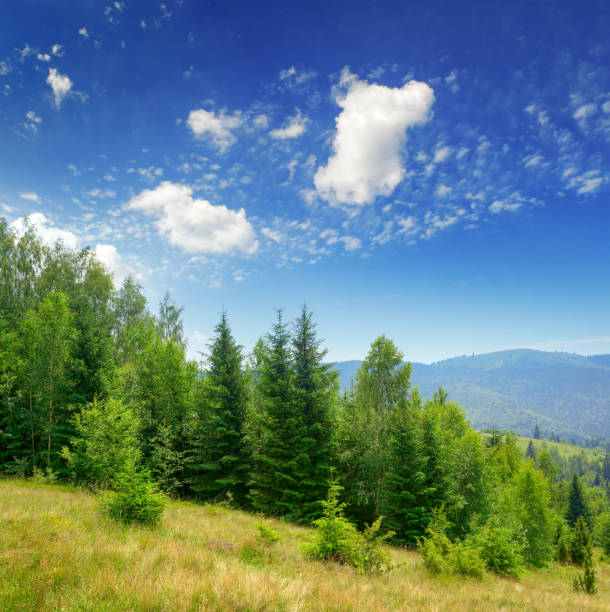 Evergreen fir trees in mountains and blue sky
