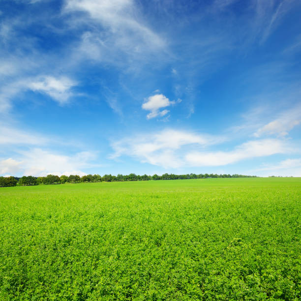 campo di trifoglio primaverile fresco - clover field blue crop foto e immagini stock