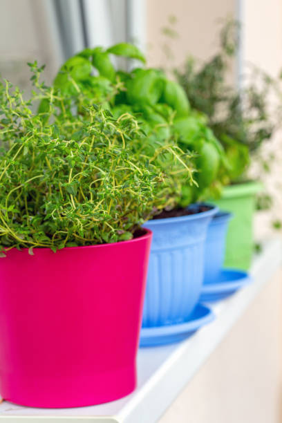 istock Fragrant thyme, green Basil and other herbs in pots. 1177910814