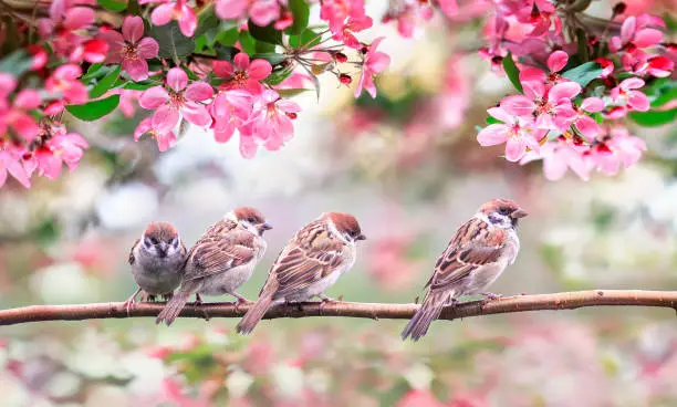 Photo of small birds sparrows surrounded by pink Apple blossoms in a Sunny may garden sitting on a branch