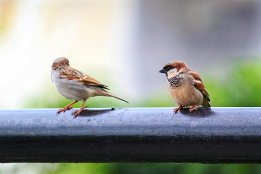 Beautiful House sparrow bird in nature photography