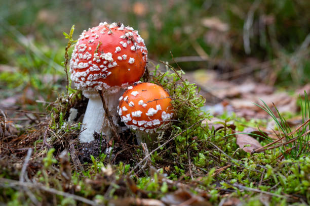 istock A poisonous mushroom with red hats growing in the forest. Toadstools growing in Central Europe. Autumn season. 1177913373