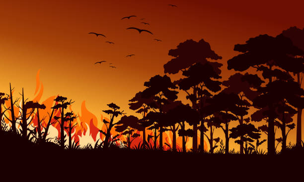 pożar w lesie płaskiej ilustracji wektora. ptaki latające nad ogniem. wildfire krajobraz, wildland. klęska ekologiczna. palenie drzew i płonie drewno w nocy. płonące lasy. - bush bird tree wood stock illustrations