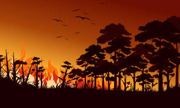 Vector illustration of Fire in forest flat vector illustration. Birds flying over fire flame. Wildfire landscape, wildland. Natural ecology disaster. Burning trees and blaze wood at night. Flaming woodland.