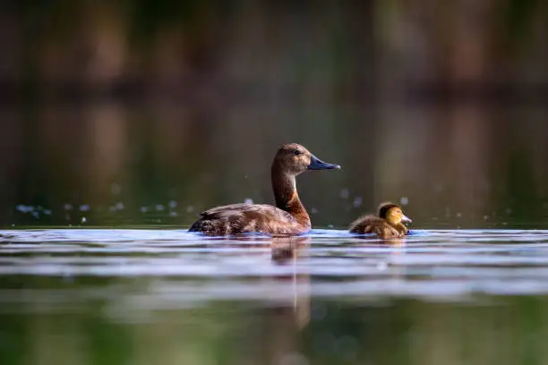 Photo of Cute duck family. Natural background. Bird: Common Pochard. Aythya ferina