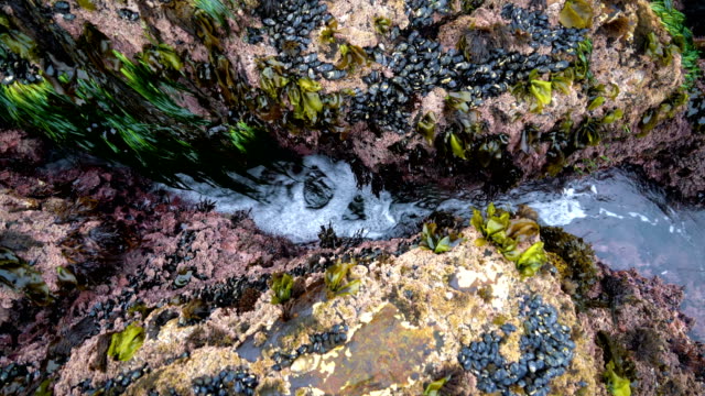 Tide Pool , Water flowing through rock along the California Pacific Coast with lots of mussels and Kelp