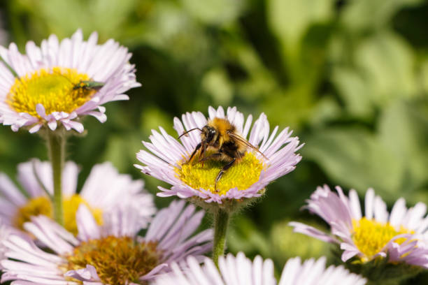 istock Purple seaside fleabane and bee in a garden 1177915893