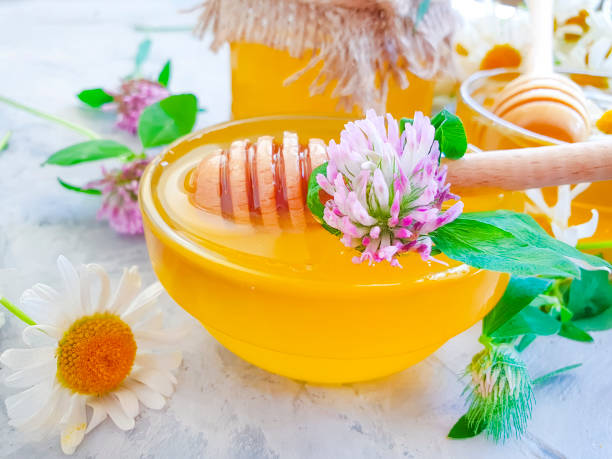 istock fresh honey daisy flower on concrete background 1177916246